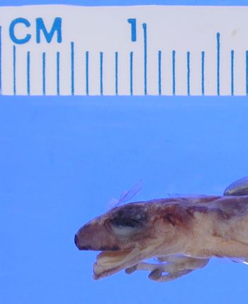 Media type: image; Herpetology A-86033